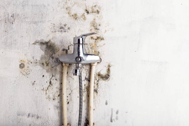 Mold Removal Process in Redland, AL