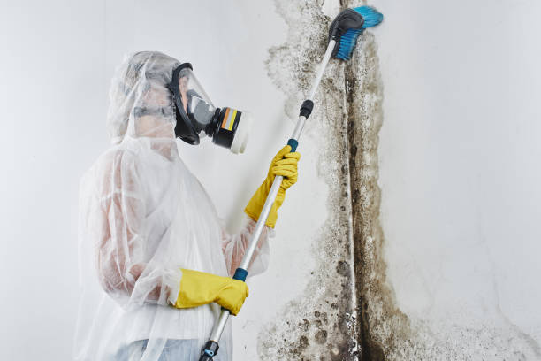 Best Mold Inspection  in Redland, AL