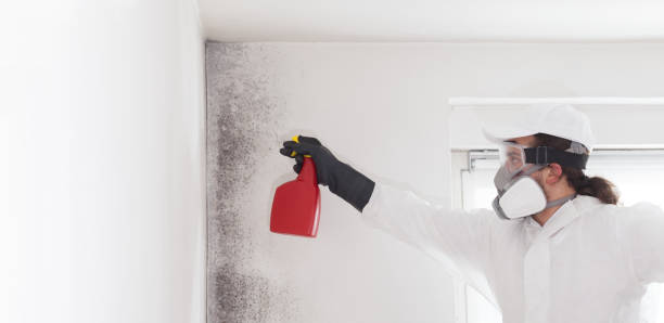 Best Fast Mold Removal  in Redland, AL
