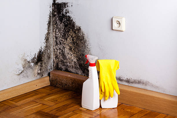 Best Same-Day Mold Removal  in Redland, AL